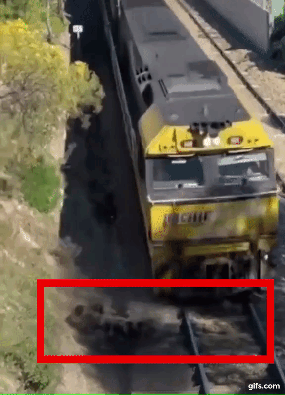 Blur on Viral TikTok Video of Dog on Train Tracks animated gif