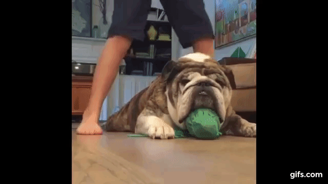 Bulldog Reacts Hilariously After Being Scared! animated gif