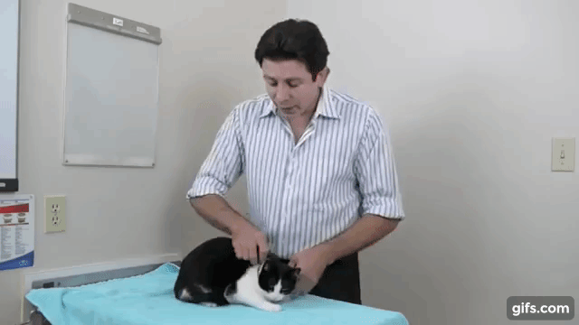 How to pick up a cat like a pro - Vet advice on cat handling. animated gif