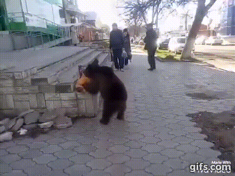 餌を要求する熊 9 熊と散歩