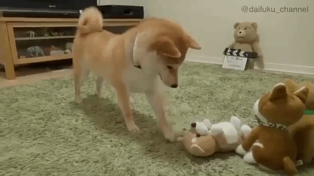 A Vocal Shiba Inu Dog Becomes Really Confused When One Of