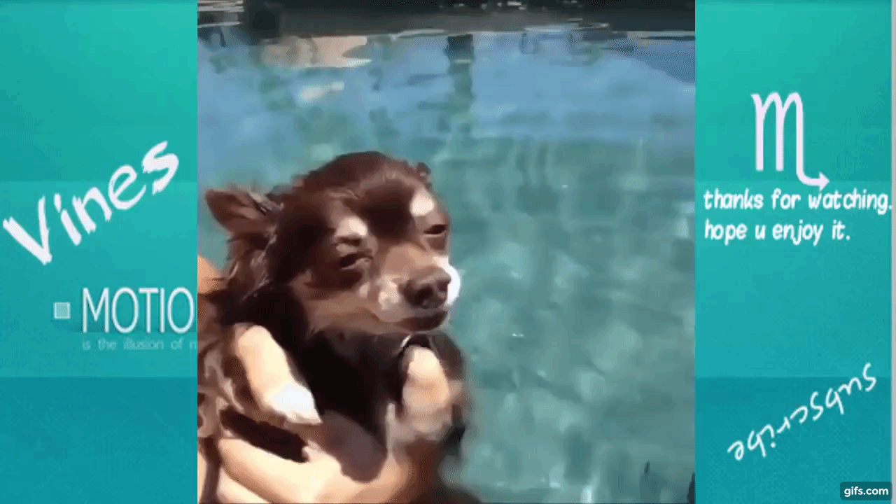 TRY NOT TO LAUGH-Funny Animals Fails Compilation 2016 (Part 4) animated gif
