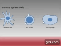 Body's 'safety procedure' could explain autoimmune disease: Animation  animated gif