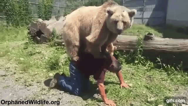 熊と組体操  