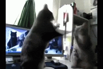 Cats playing Patty Cake НА РУССКОМ!!! 