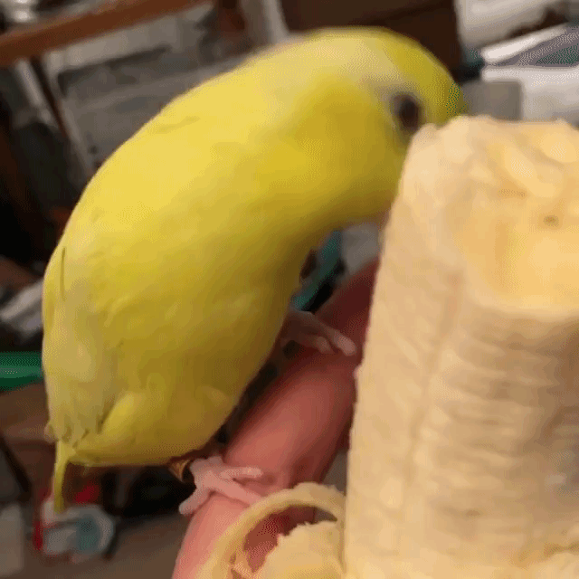 A Little Yellow Parrot Adorably Wiggles Her Body In Between Bites of a  Yummy Banana