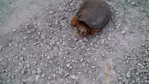 Snapping Turtle Attacks animated gif