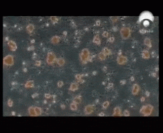 El origen de la vida-Las esponjas animated gif
