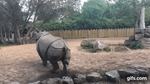 Rhino vs Lion Fight - Most Amazing Wild Animal Attacks HD animated gif