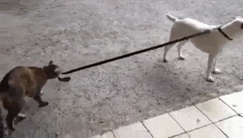 Katze führt Hund an der Leine animated gif