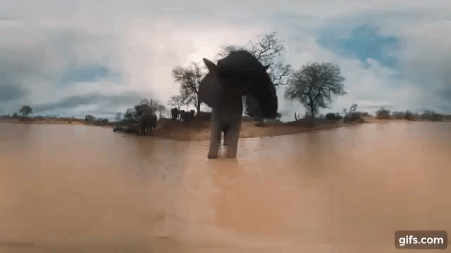 ゾウの巨体へ間近に迫るVR動画！