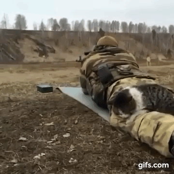射撃訓練に付き合う猫  