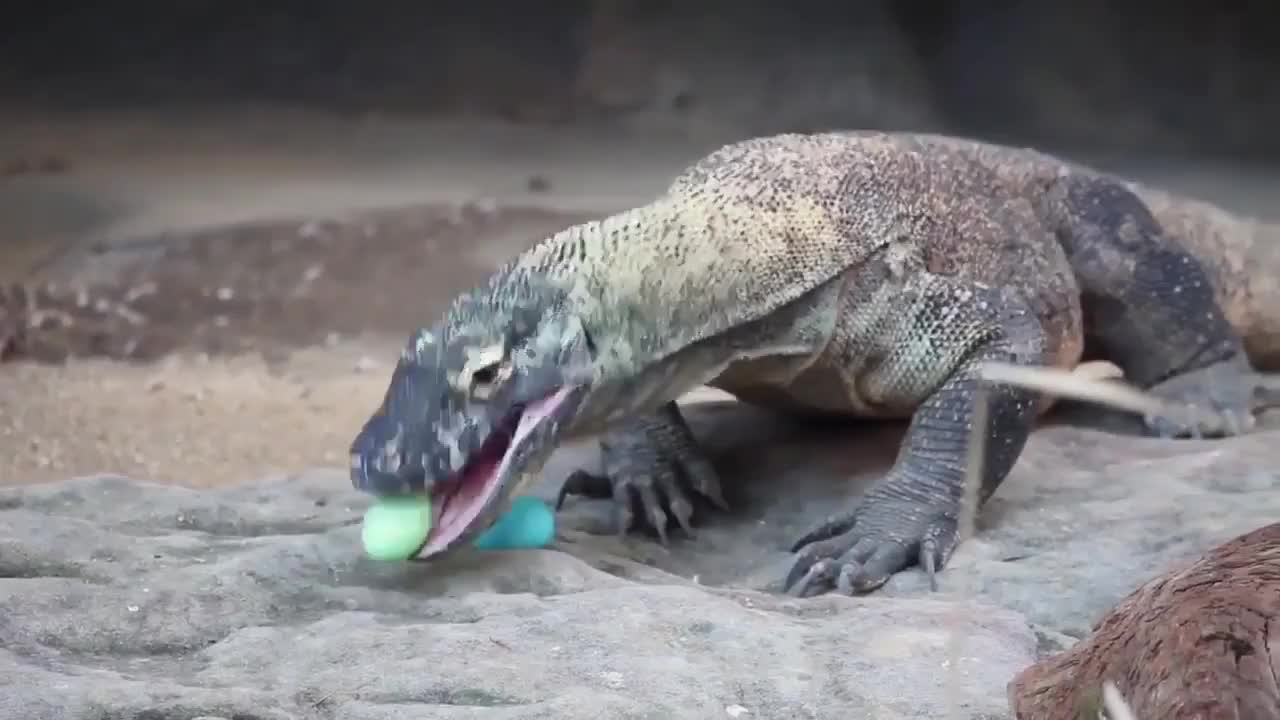 Komodo dragon easter egg hunt animated gif