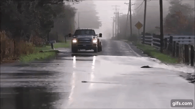 道路を横断する鮭  