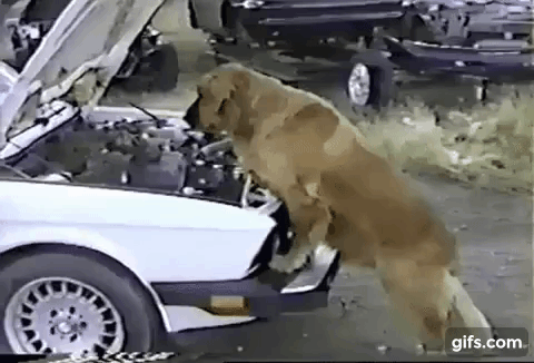 dog mechanic