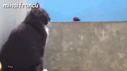 Funny Parrots Annoying Cats Compilation || NEW HD animated gif