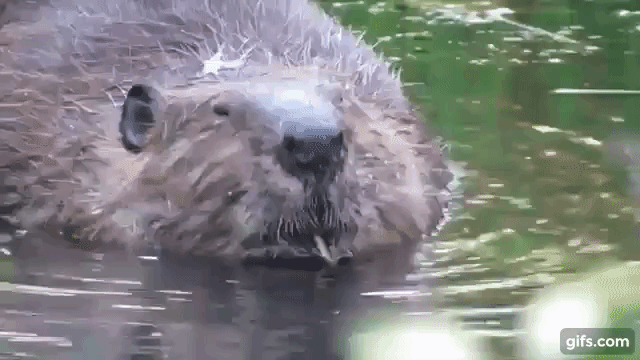 Busy NYC beavers build their dam over and over again animated gif