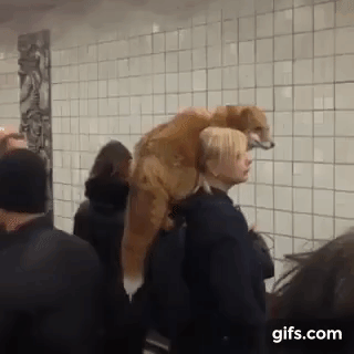キツネを肩に乗せて地下鉄待ってるのに  みんなが平然としてるロシアｗｗｗｗｗｗ