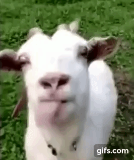 Try not to laugh : Animal edition ( difficulty) animated gif