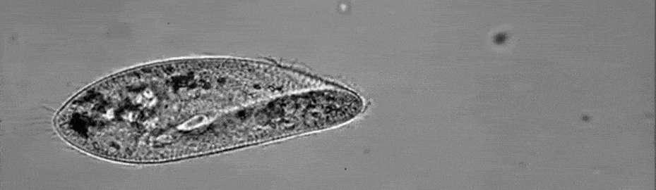Paramecium swimming with its cilia animated gif