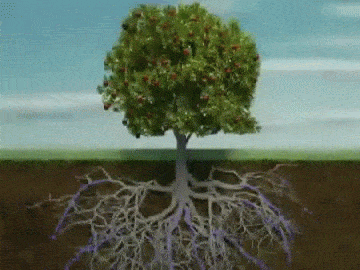 Mechanisms of Water Movement from Roots to Leaves animated gif