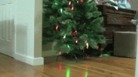 Crazy Cat Attacks Christmas Tree - again and again animated gif
