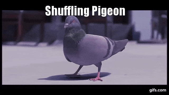 Pigeon animated gif