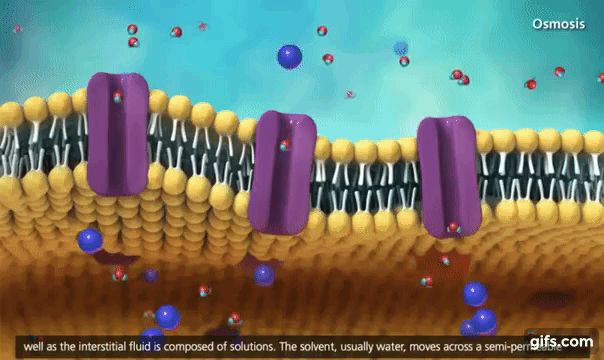 Membrane Transport in Cells Symport, Antiport, Co transport [Animation] animated  gif