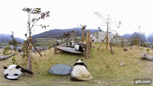パンダが、パンダが……可愛すぎ！なVR動画は必見です！