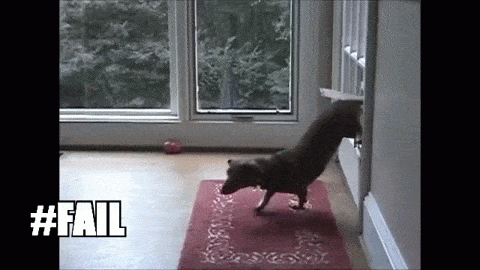10 MINUTES OF FUNNY DOGS animated gif