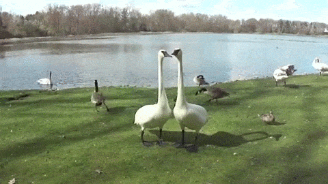 Mute &amp; Trumpeter Swan Feeding &amp; Honking ~ Funny ~ You Bit My Finger!  animated gif