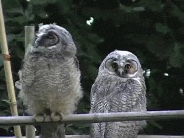 Long-eared owl chick / Ransuil. Turning its head animated gif