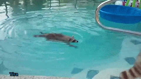 Raccoon swims in pool animated gif