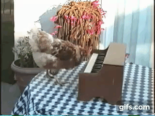 ピアノを弾くニワトリ 2 餌なし