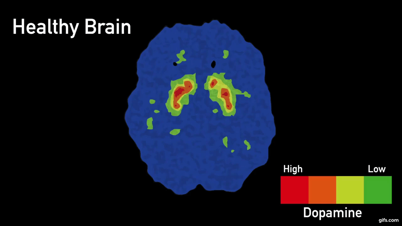 Dopamine Levels in Brain animated gif