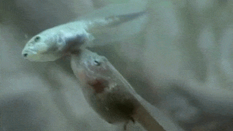 Blowjob From Fish