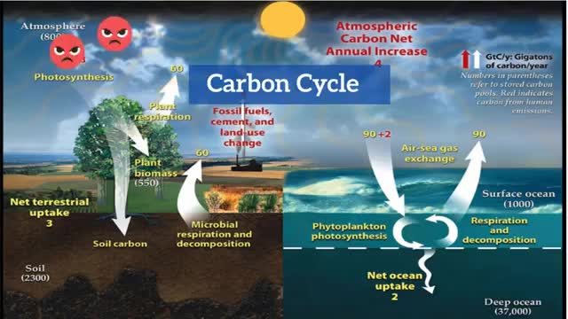 Explain the Carbon Cycle animated gif