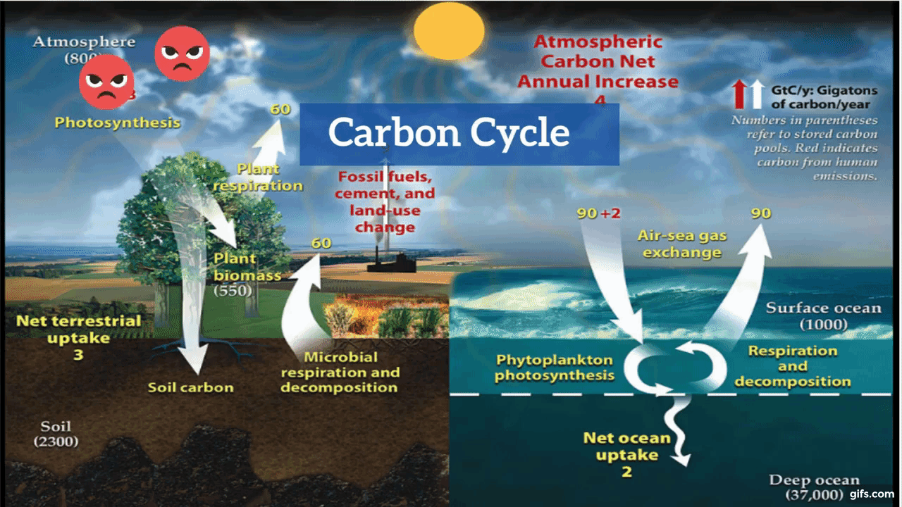 Explain the Carbon Cycle animated gif