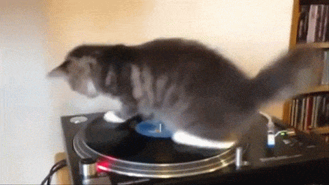 ▻ Video Animal ◅ Le Chat Tourne Disque animated gif