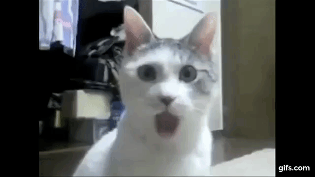 The OMG Cat animated gif