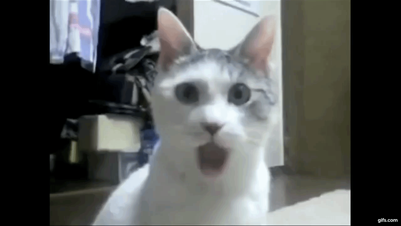 The OMG Cat animated gif