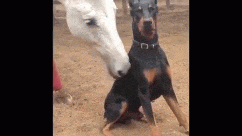 Spanish Dog GIF by El Dodo  Find  Share on GIPHY
