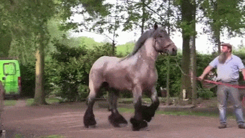 Animated Horse Mating