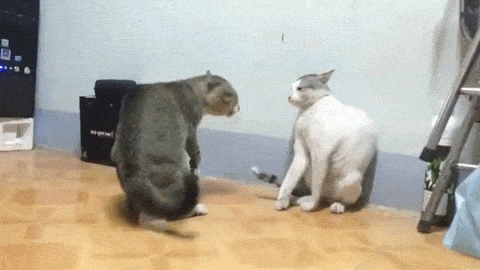 Cat] Mèo đánh nhau như phim chưởng animated gif