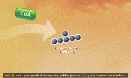 Cellular Respiration Glycolysis, Krebs cycle, Electron Transport 3D  Animation YouTube 720p animated gif