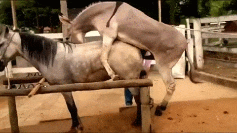 Animated Horse Mating