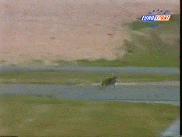 Rabbit Hit By Race Car Animated Gif