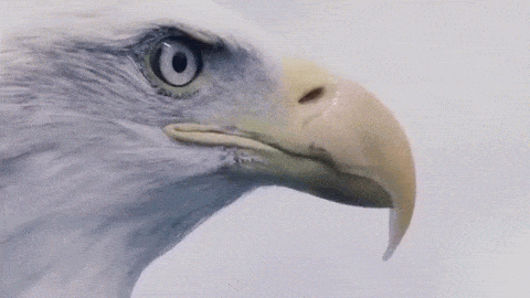 Image result for eagle vision gif