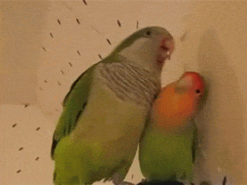 Pico the Quaker Parrot and Love bird giving kisses and saying