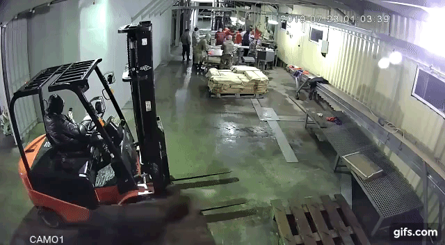 サハリンの魚工場にヒグマがやって来た 2 高画質ロングバージョン
